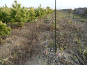 2014年植栽のヤマザクラ。先端枯れと萌芽更新の繰り返しで樹高10㎝に満たない。